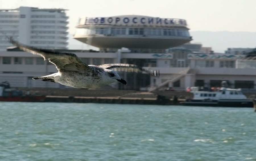 Морской дозор Курорты Краснодарского края