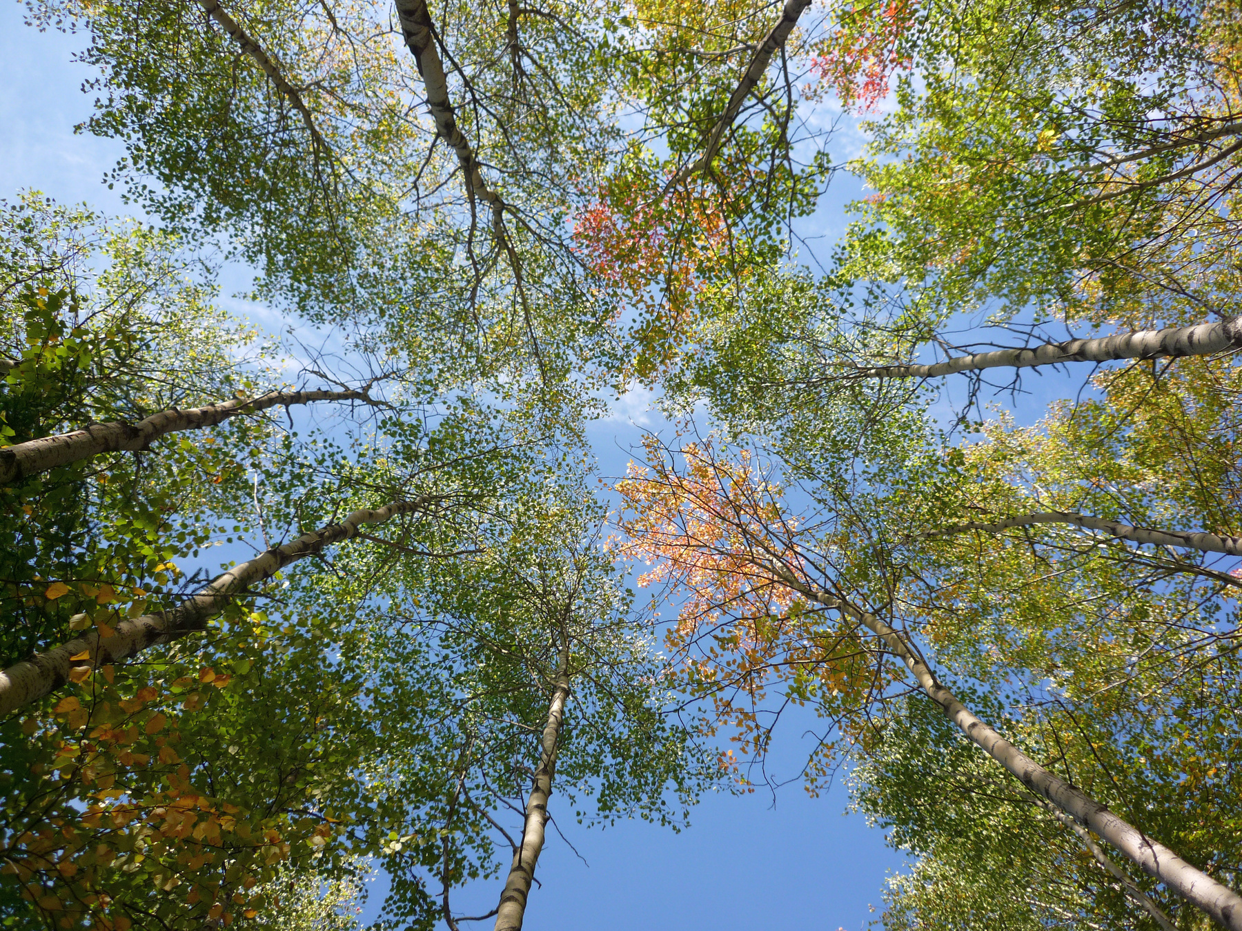 *** trees