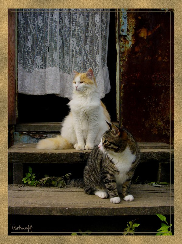Дневной дозор / Day-Time Patrol Кошки, природа