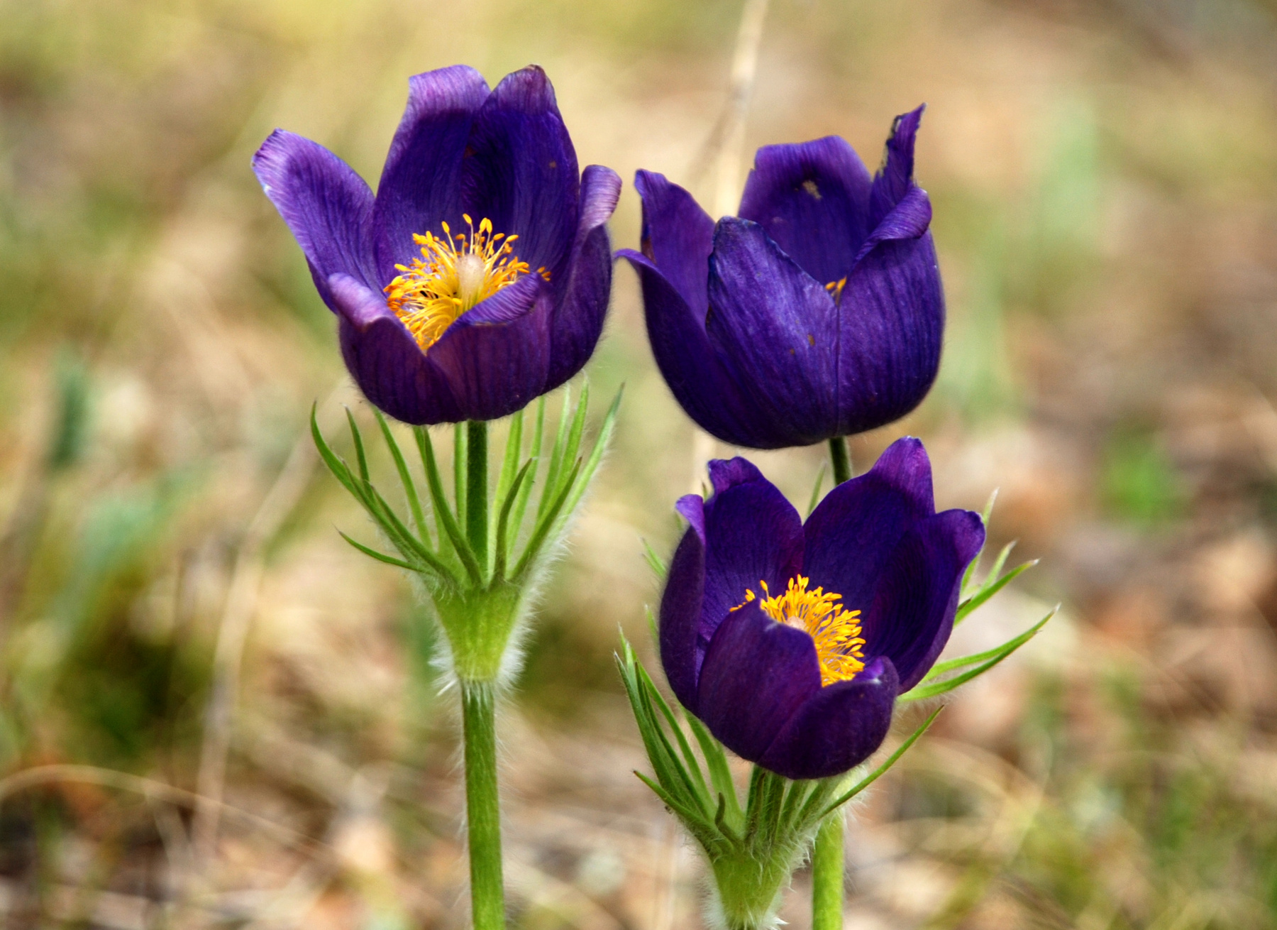 Прострел раскрытый (Pulsatilla patens - Ranunculaceae) Прострел раскрытый Pulsatilla patens Ranunculaceae