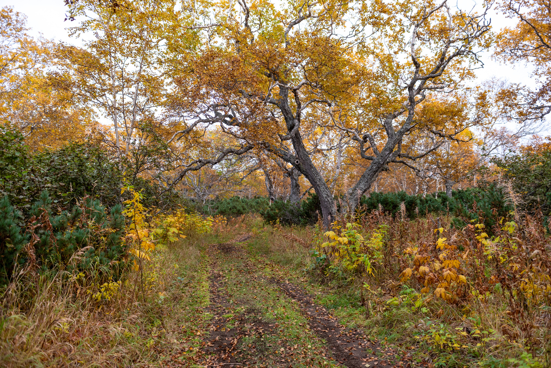Осень осень лес камчатка