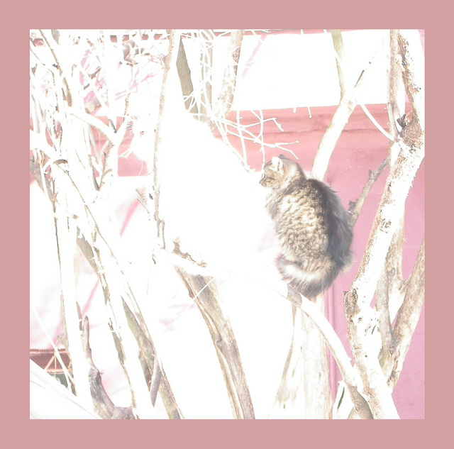 Черный кот, белая кошка 