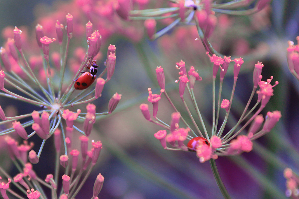 среда обитания coccinellidae божья коровка жук коровка укроп