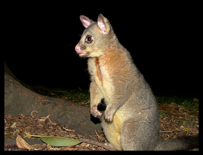 Possum Man (Австралийская серия) опоссум австралия
