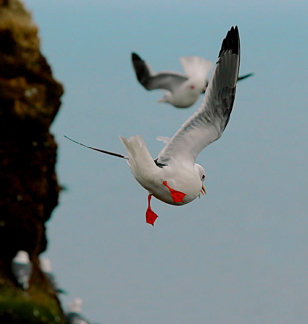 Игры с ветром Говорушка, Rissa brevirostris, Red-legged Kittiwake, St. George Island, the Pribilofs, Bering Sea, Alaska
