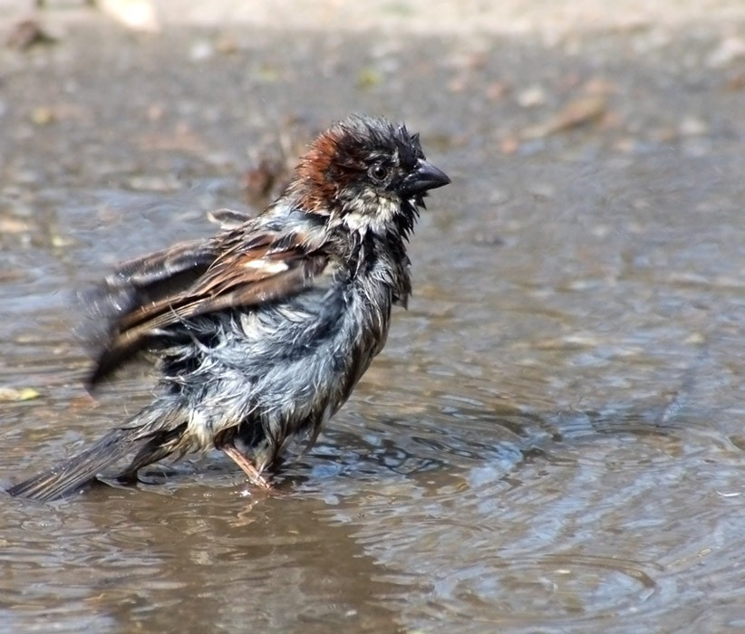 Водяной воробей воробей городской домашний Passer domesticus Linnaeus