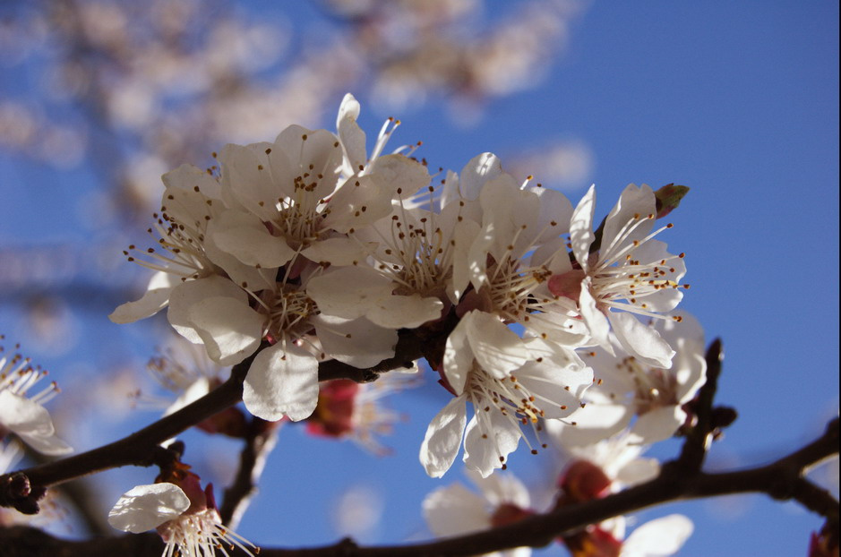 when the apricot in a blossom... apricot, blossom