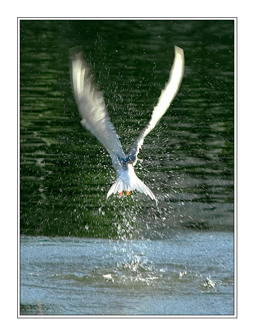 Gull чайка, нырок, брызги