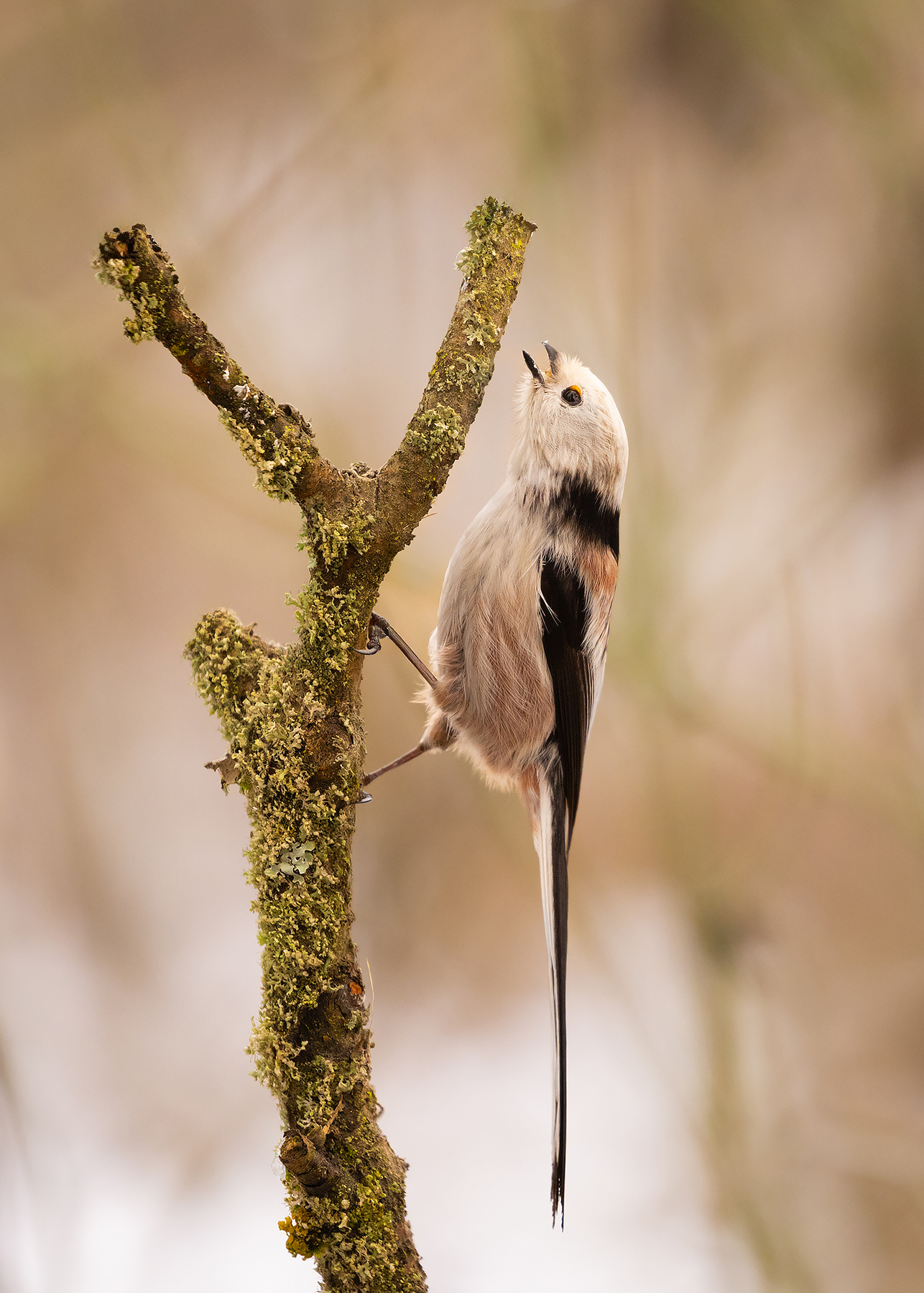 Long-tailed 