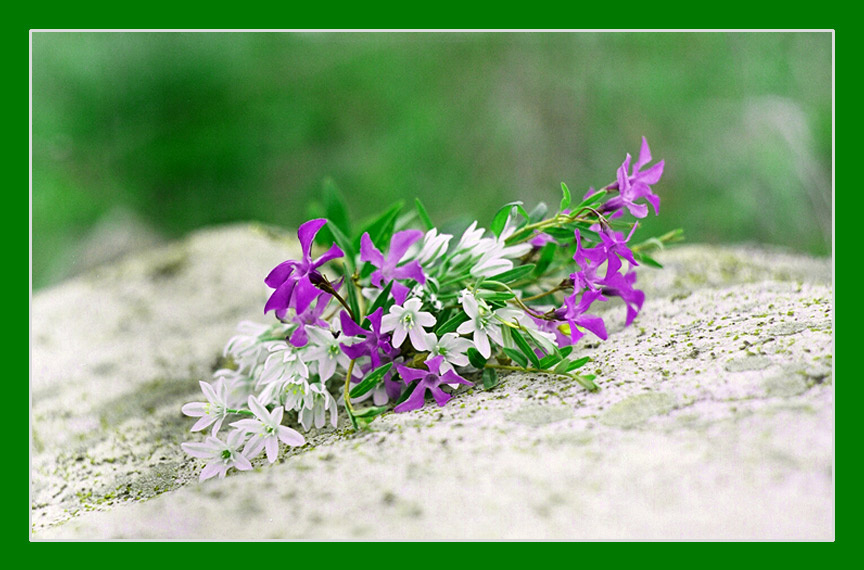 les fleurs pour ELLE... fleurs,полевые цветы,весна,букетик