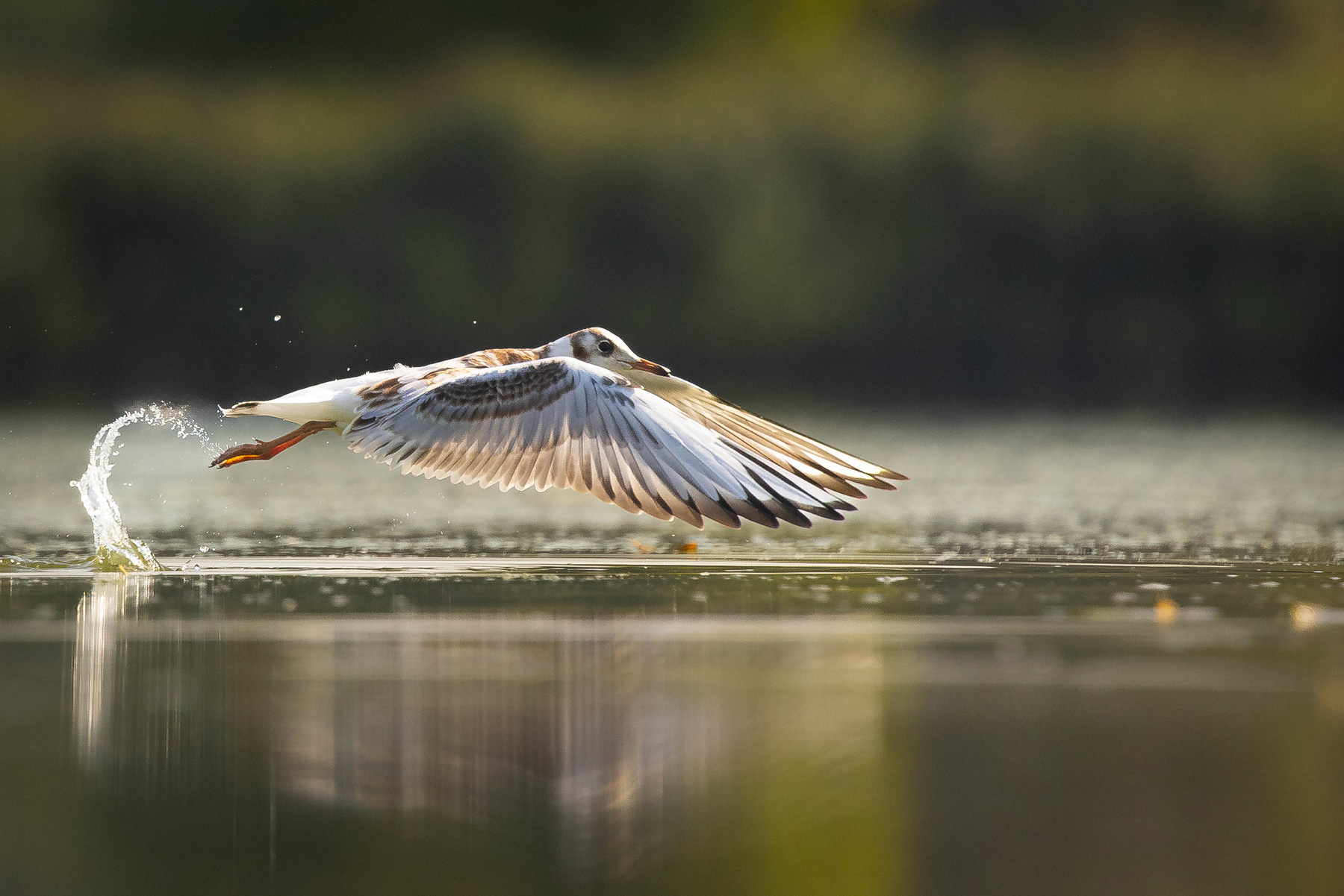 Gull 