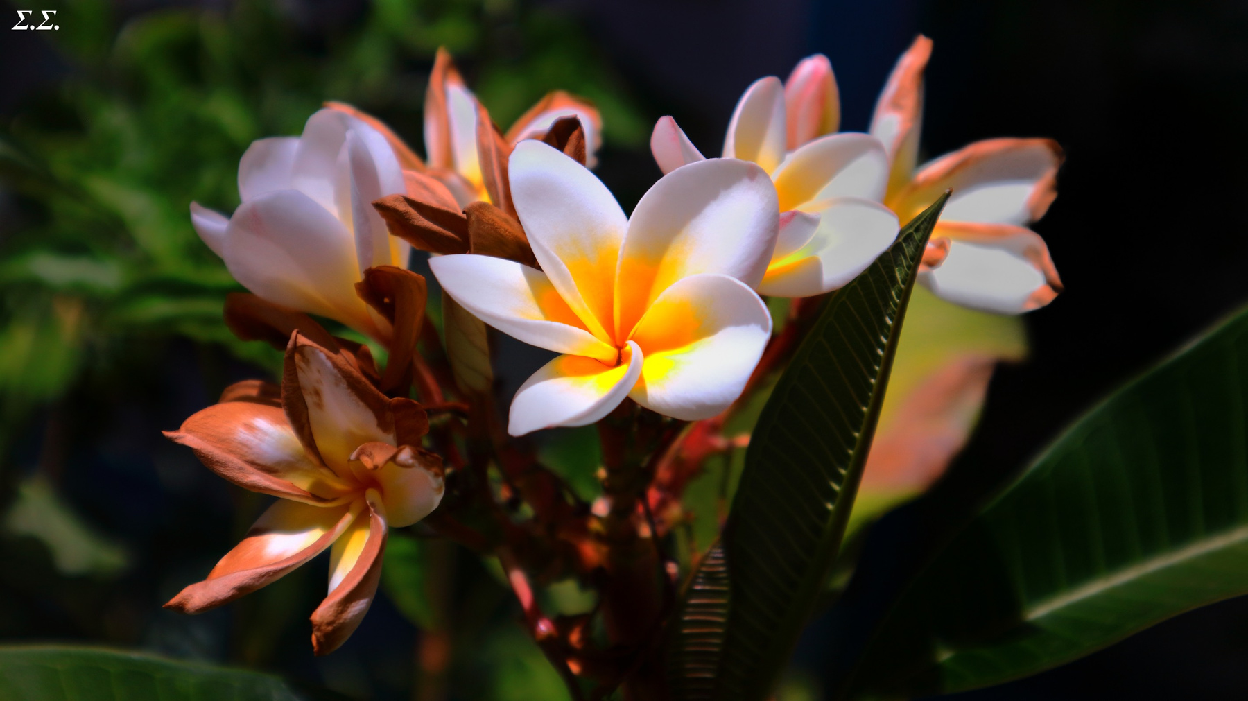SUMMER FLOURISH 