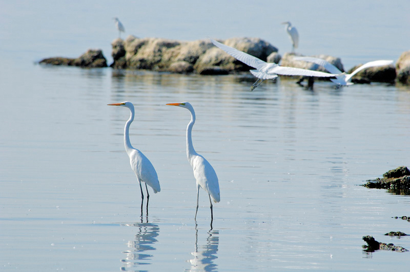 Смена караула Большая белая цапля, Ardea alba, Great Egret, Salton Sea, California