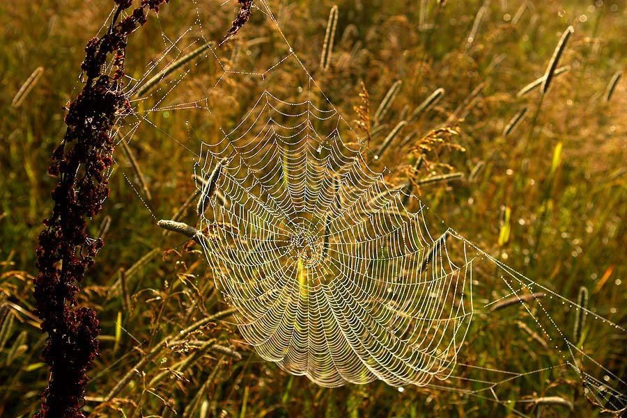 Сеть spider web сеть паук