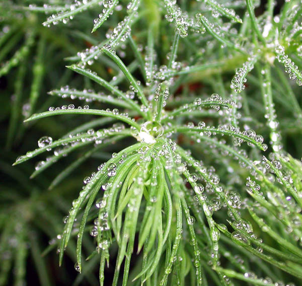 micro cosmos rain drops