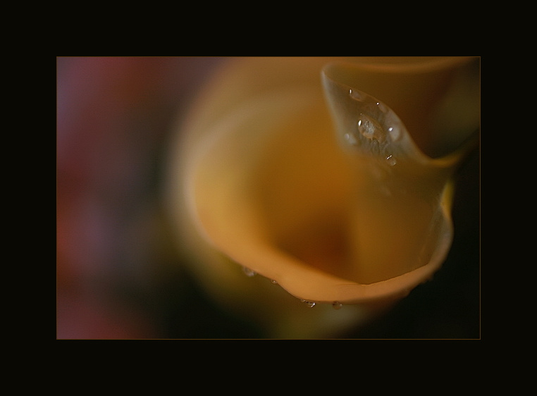 abstraction calla