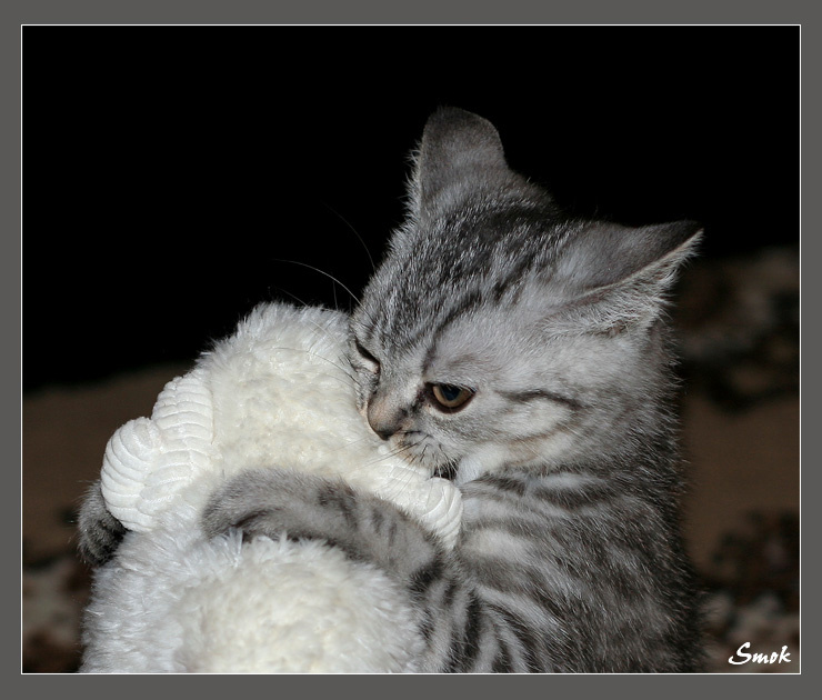Смертельная хватка... :) кот котенок