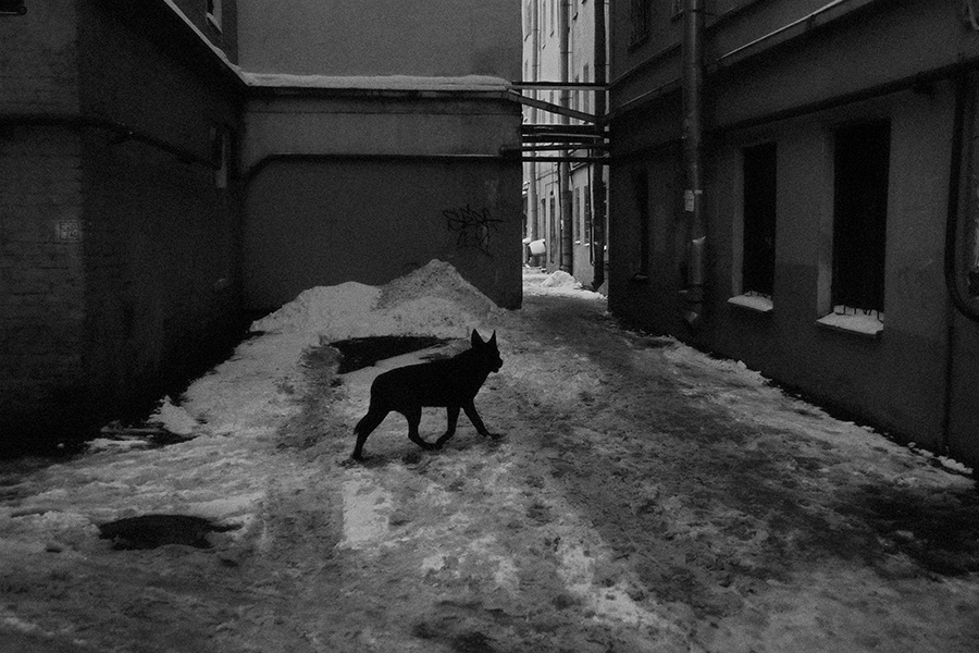 Питерские дворы. питер город двор санкт-петербург собака