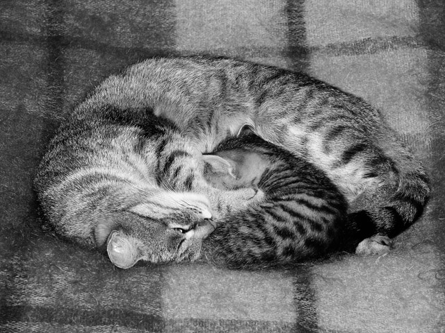 Инь и Янь кошка котенок инь янь материнский инстинкт