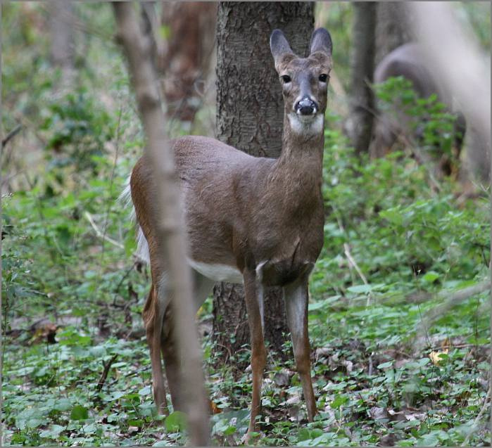 Deer дикий. Олениха Осень Лес Нью-Джерси