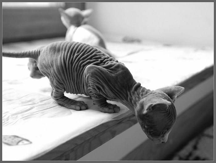 *** котенок сфинкс