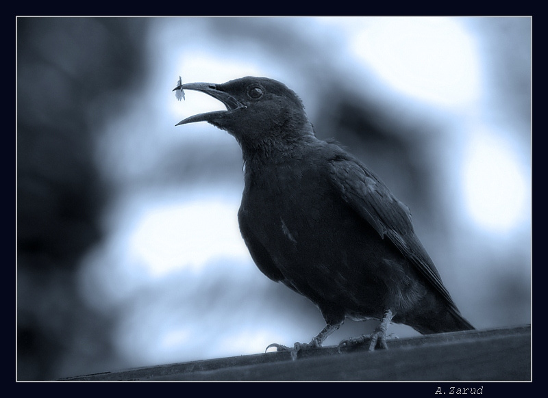 Каркнул Ворон - Nevermore! Ворон Эдгар По Бальмонт
