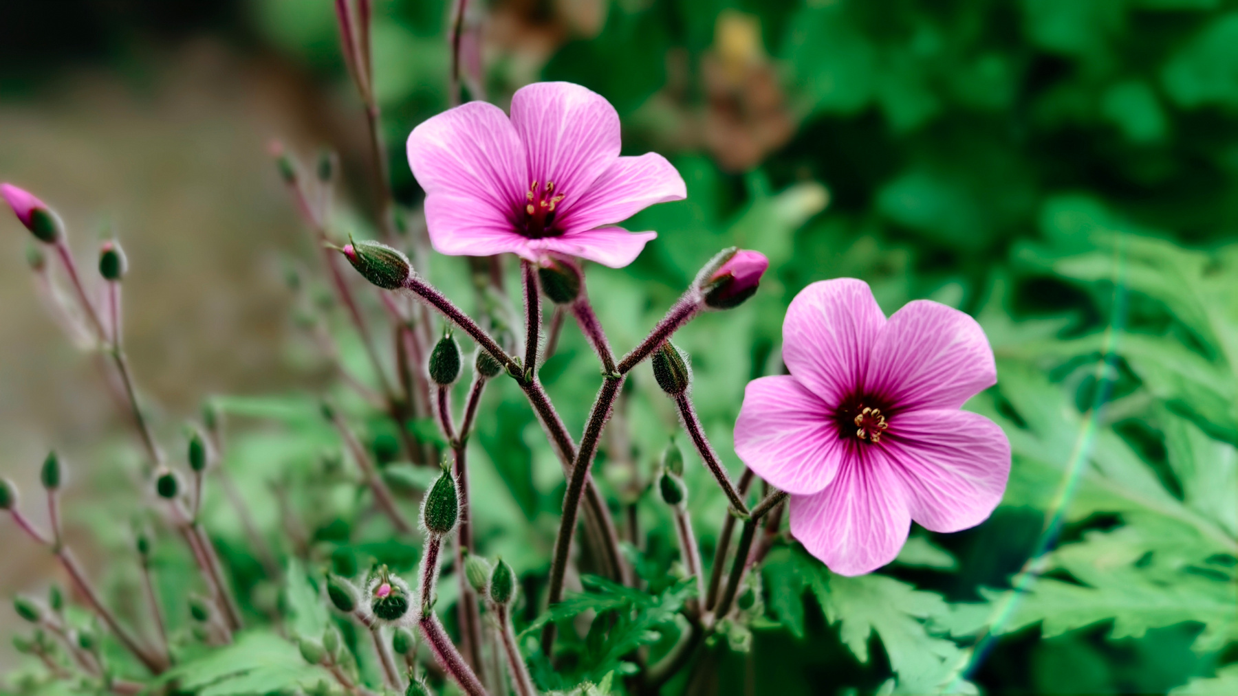 Aroma Garden 