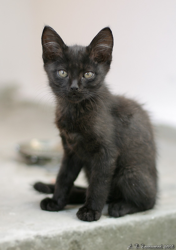 Страж миски с молоком:) (Портрет:) чёрного котёнка2) котёнок чёрный страж миски с молоком