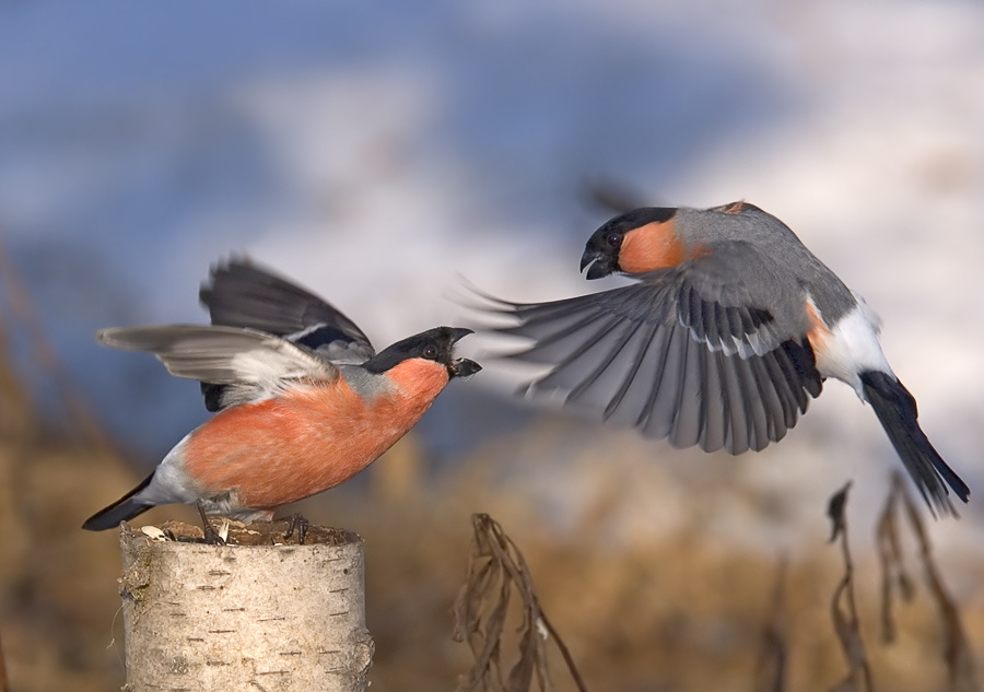 Картинка с выставки снегирь, Bullfinch, Pyrrhula, битва, золотая черепаха