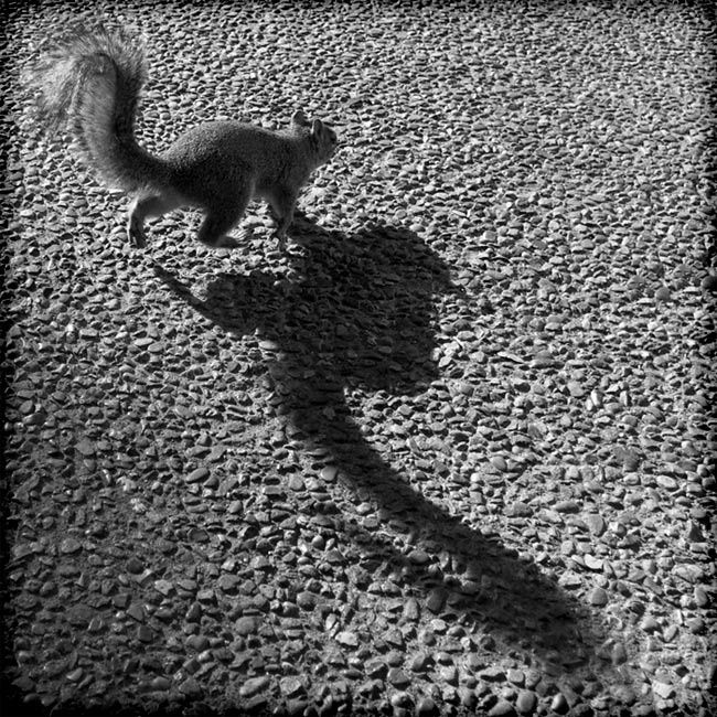 Demonic Shadow Прык-прык-прык