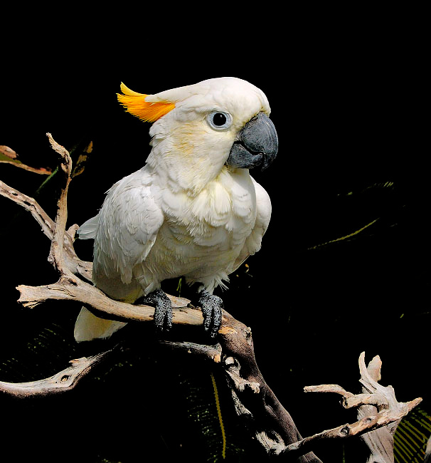 Просто какаду Большой желтохохлый какаду, Cacatua galetita, Sulphur-created Cockatoo