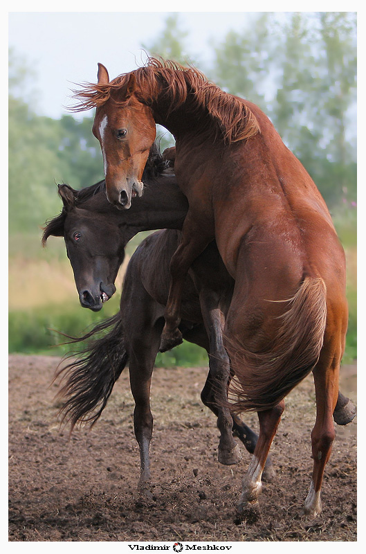 Emotions /продолжение/ 