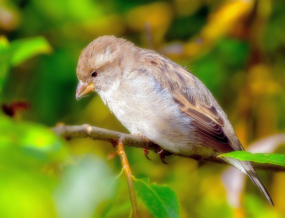 *** 