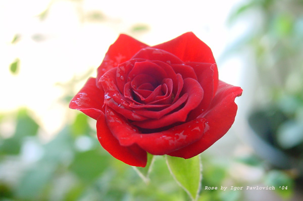 rose rose