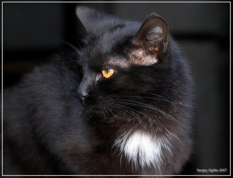 Кошак кошка
