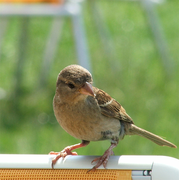 little birdy 