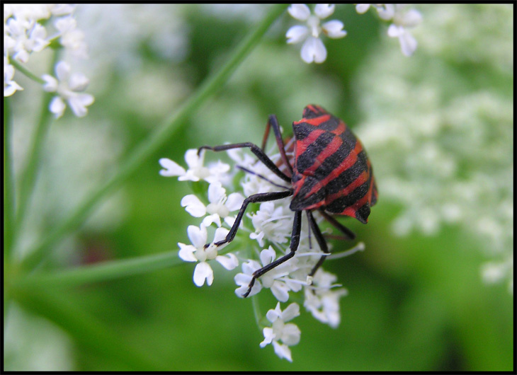 Клоп итальянский (Graphosoma lineatum) 