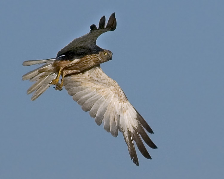 Лунь болотный Болотный (камышевый) лунь, Marsh Harrier, Circus aeruginosus