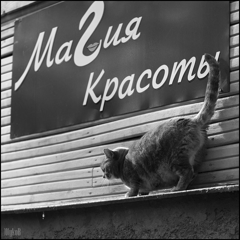 Гламуррр кошка, гламур, солнце, море, пальмы...