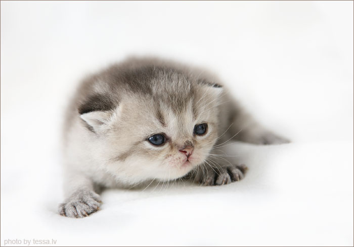Личинка кота котенок