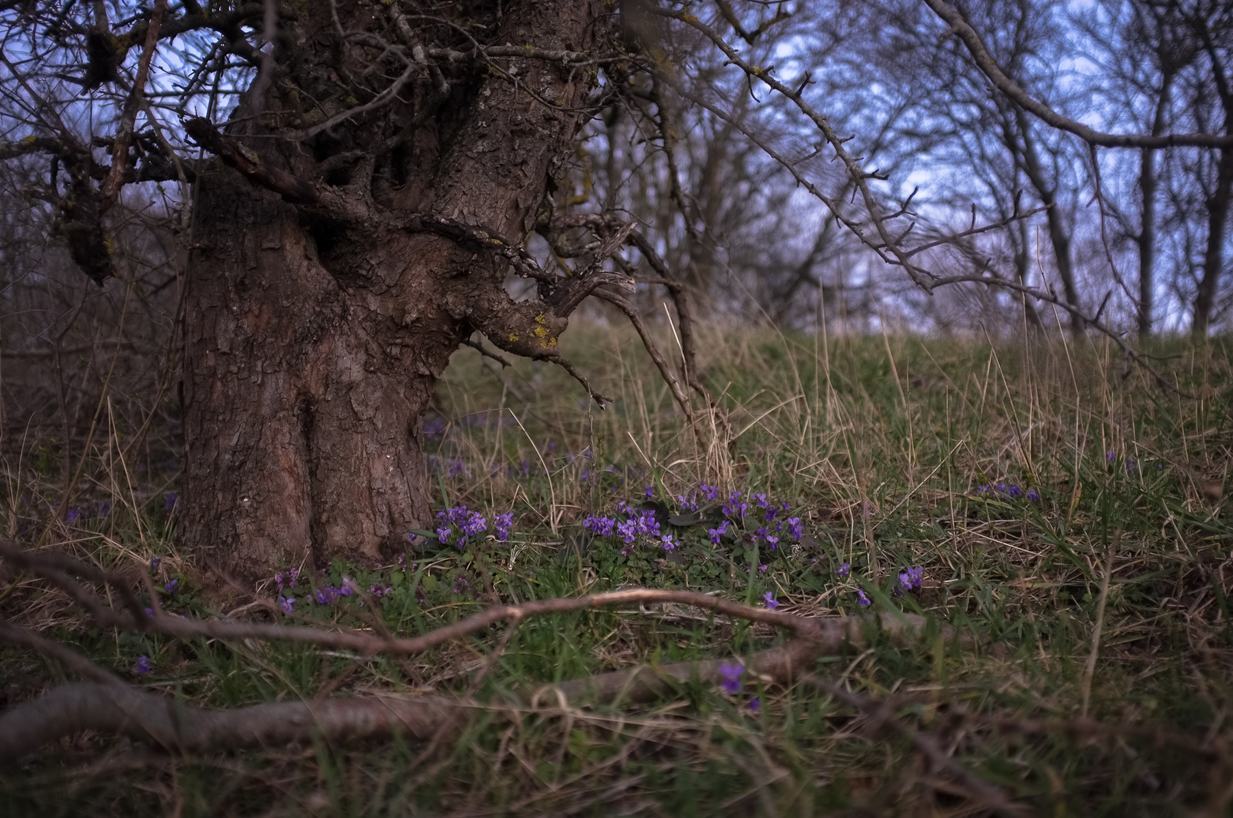 ***первые фиалки**** x100 nature flowers