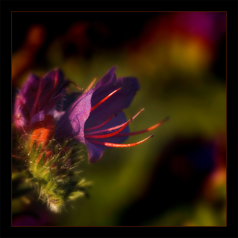 Colours of Feelings 