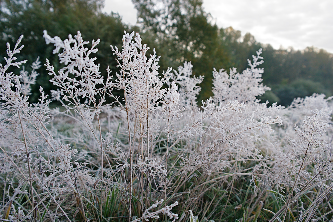 Морозное утро 