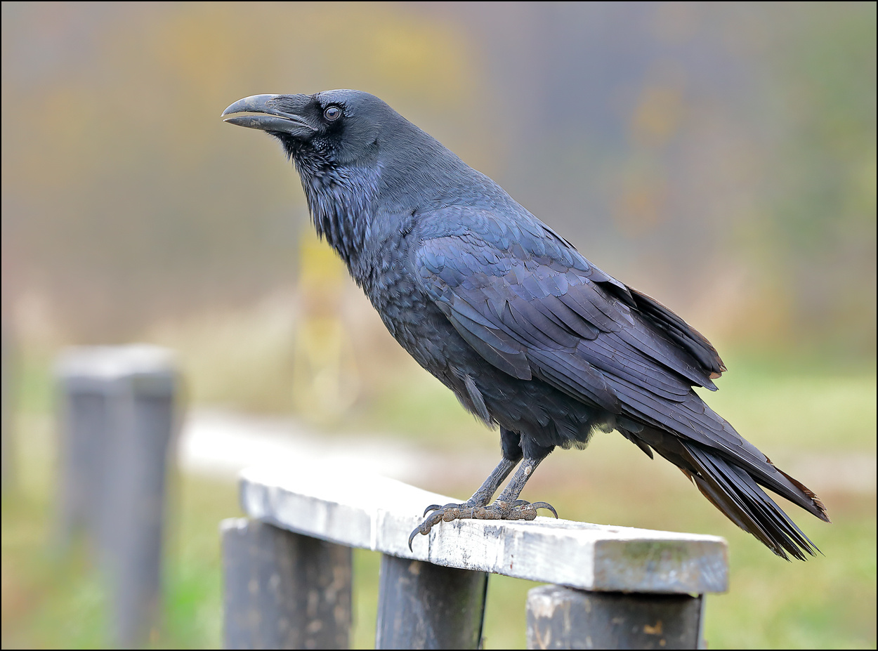 Ворон птица ворон nevermore
