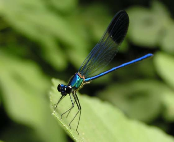 class: odonata on the river
