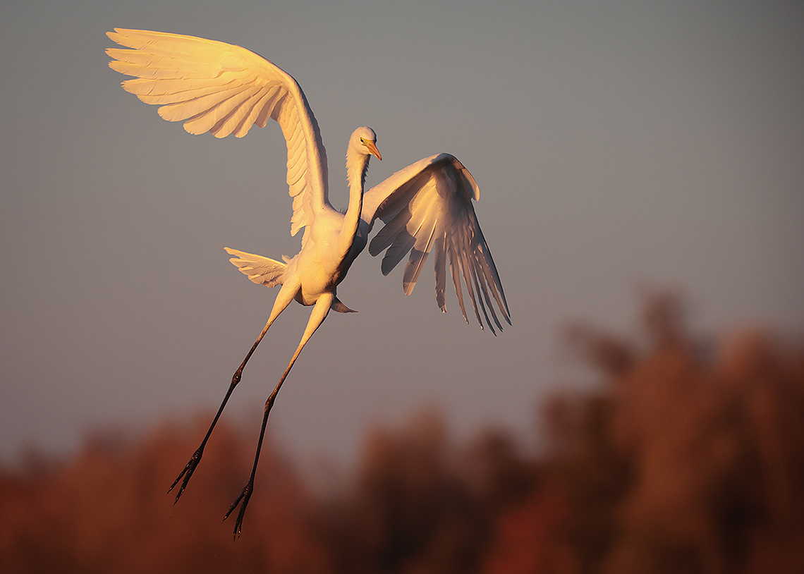 Heron 