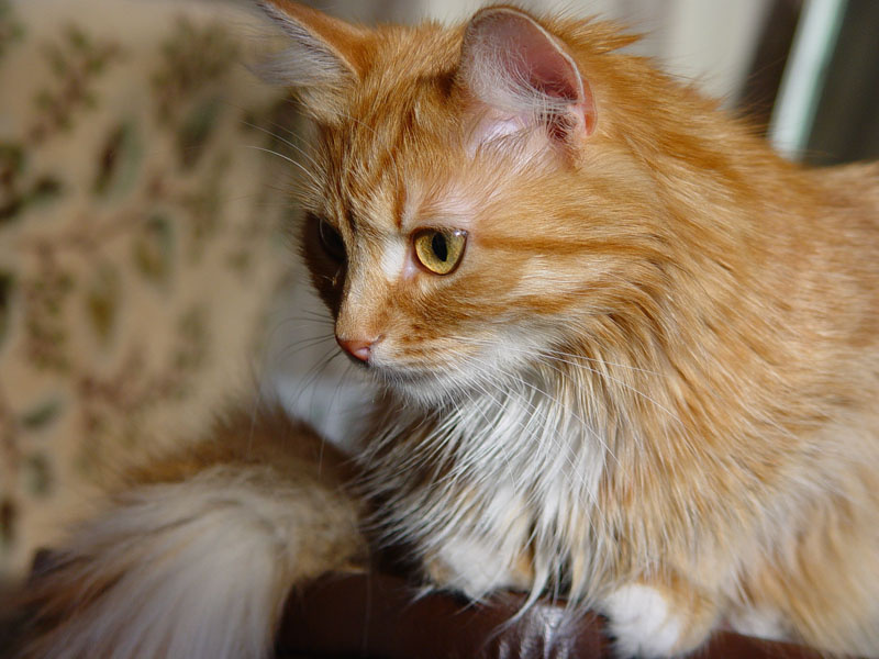 Кошка кошка, котенок, рыжий