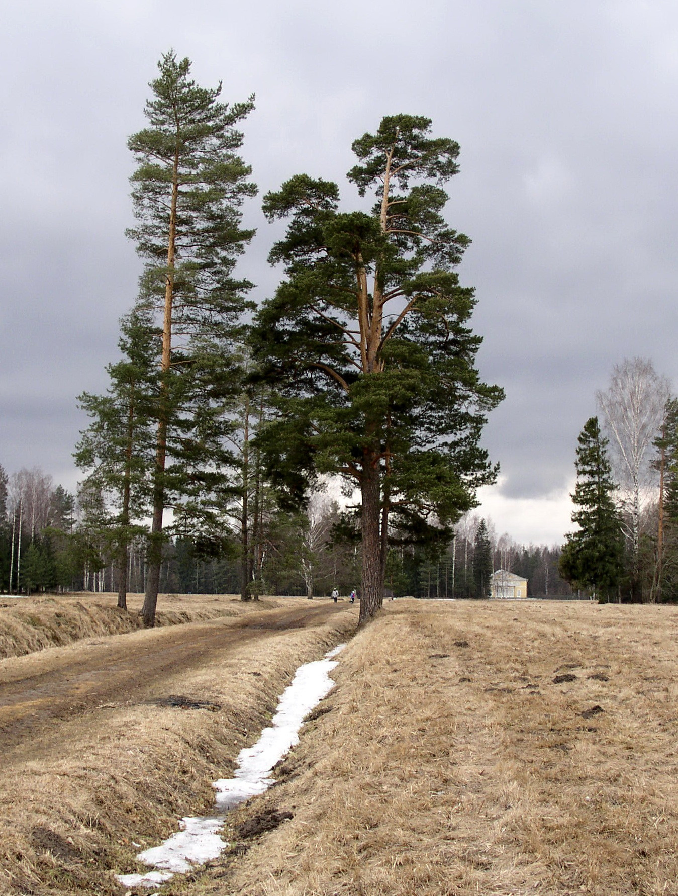 Дорога Сосны, дорога