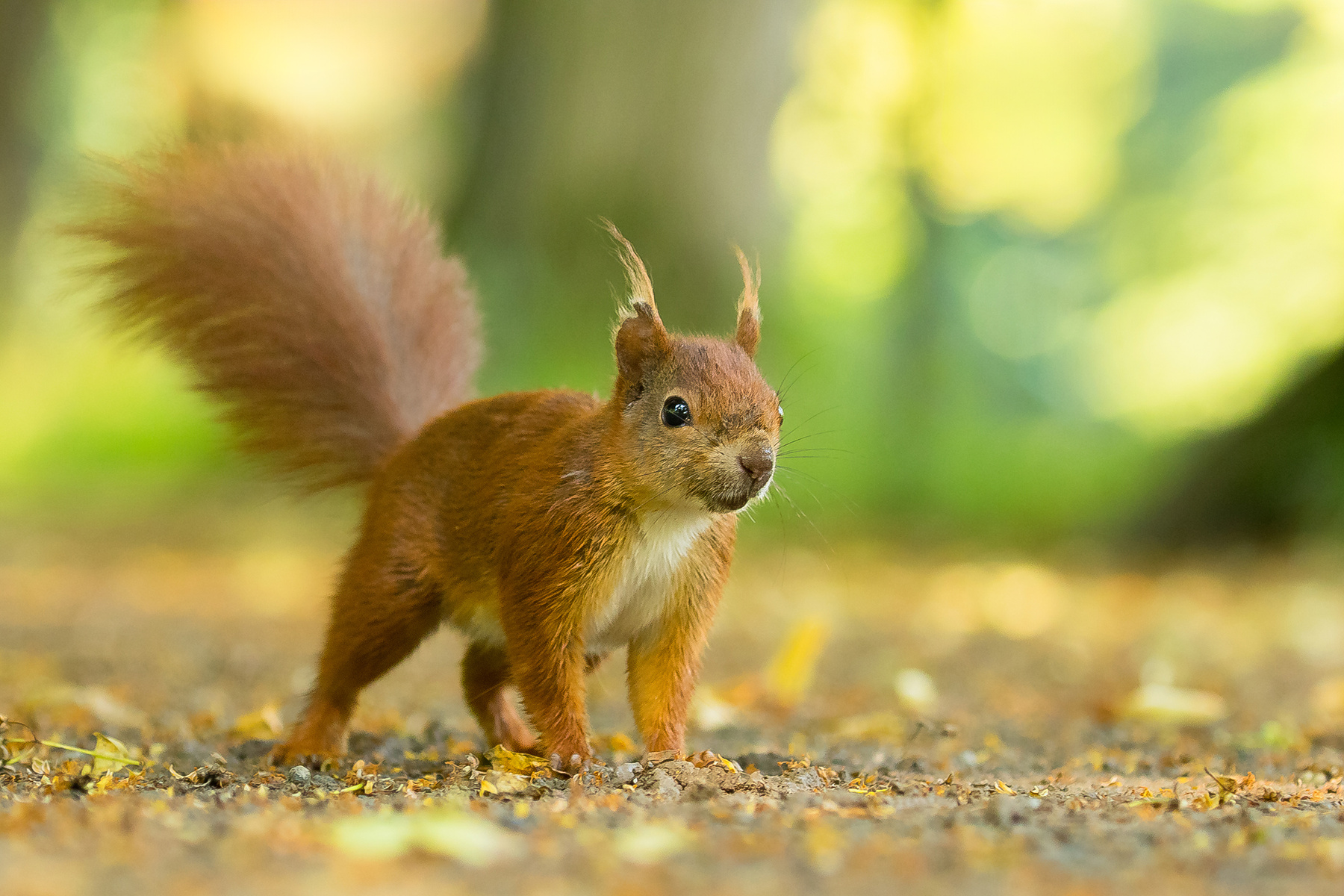 Squirrel 