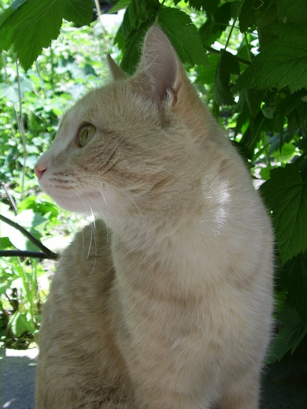 кот кот